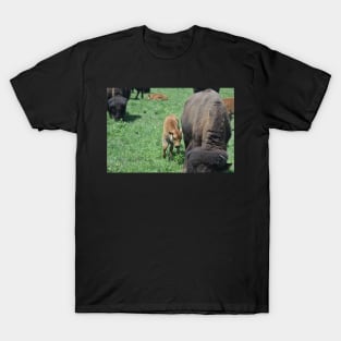 Bison Calf T-Shirt